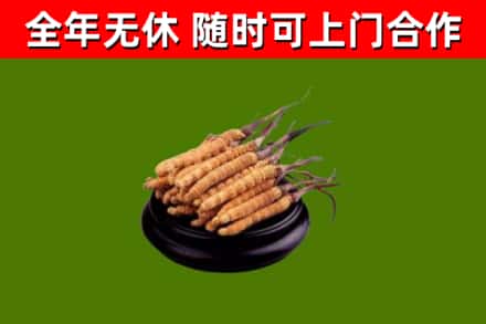 巴林右回收散虫草